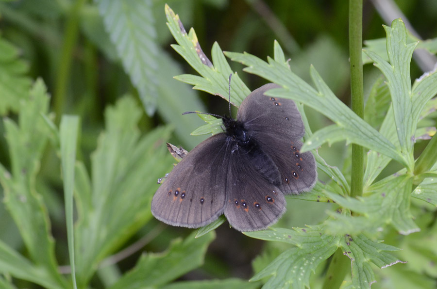 Erebia albergana (Nymphalidae Satyrinae)